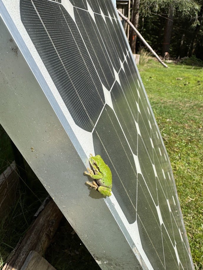 Tree frog on a solar panel
